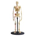 SK057Human Skeleton Model