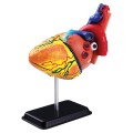 SK00931pcs 14cm (5.5") Heart Anatomy Model