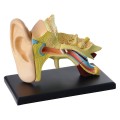 SK01214 pcs 7.7cm (3”) Ear Anatomy Model