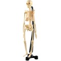 SK04646cm (18") Mini-Skeleton