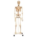SK160160cm (63") Human Skeleton with Stand