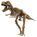 VT026Tyrannosaurus Rex Skeleton 
